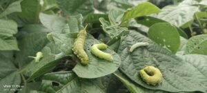 Hornworm is a pest of name crops