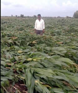 Loss of maize crop due to heavy rain and wind