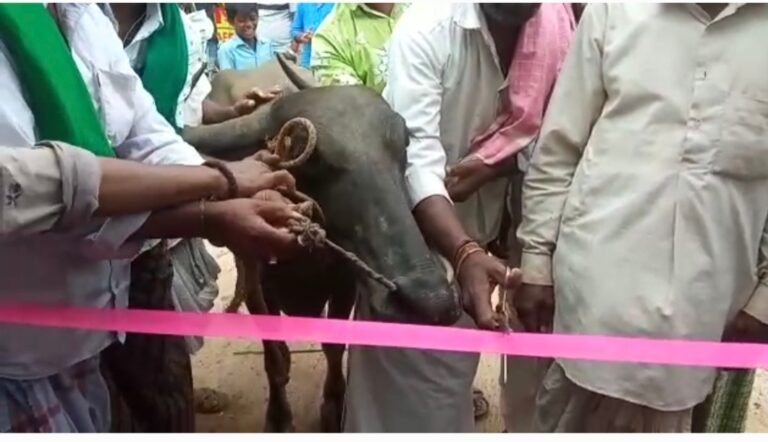 ಬಾಲೆಹೊಸೂರಿನಲ್ಲಿ ನೂತನ ಬಸ್ ತಂಗುದಾಣ ಉದ್ಘಾಟಿಸಿದ `ಎಮ್ಮೆ!’