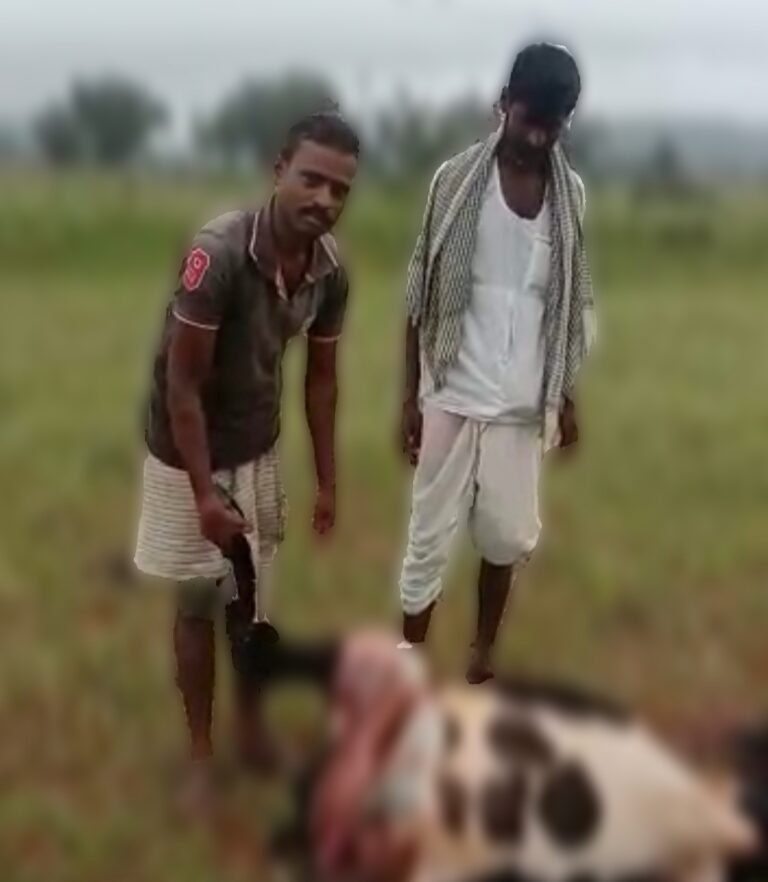ಹಸುಗಳ ಮೇಲೆ ಚಿರತೆ ದಾಳಿ?; ಎರಡು ಹಸುಗಳ ಸಾವು