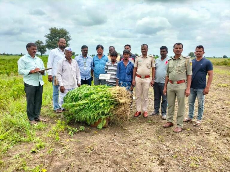 ಪೊಲೀಸರ ಭರ್ಜರಿ ಕಾರ್ಯಾಚರಣೆ; ಗಾಂಜಾ ಬೆಳೆದಿದ್ದ ಇಬ್ಬರು ಸಹೋದರರ ಬಂಧನ