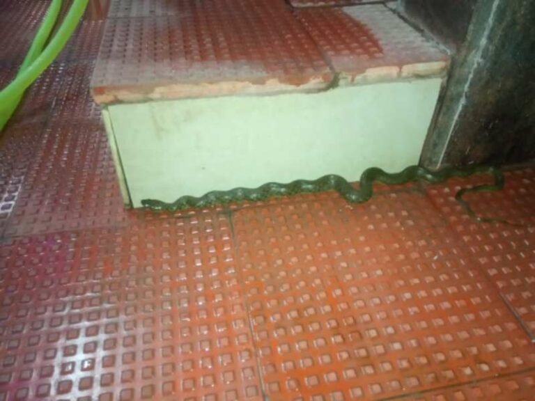 ಕಲ್ಯಾಣ ಮಂಟಪದಲ್ಲಿ ನೀರುಹಾವು!