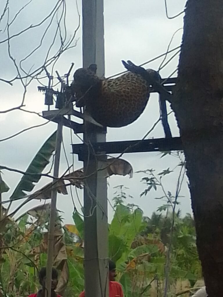 ವಿದ್ಯುತ್ ತಂತಿಗೆ ಸಿಲುಕಿ ಚಿರತೆ ಸಾವು