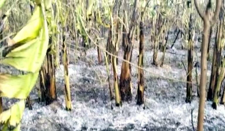 ಬಾಳೆತೋಟಕ್ಕೆ ಬೆಂಕಿ; ಲಕ್ಷಾಂತರ ರೂ. ಹಾನಿ