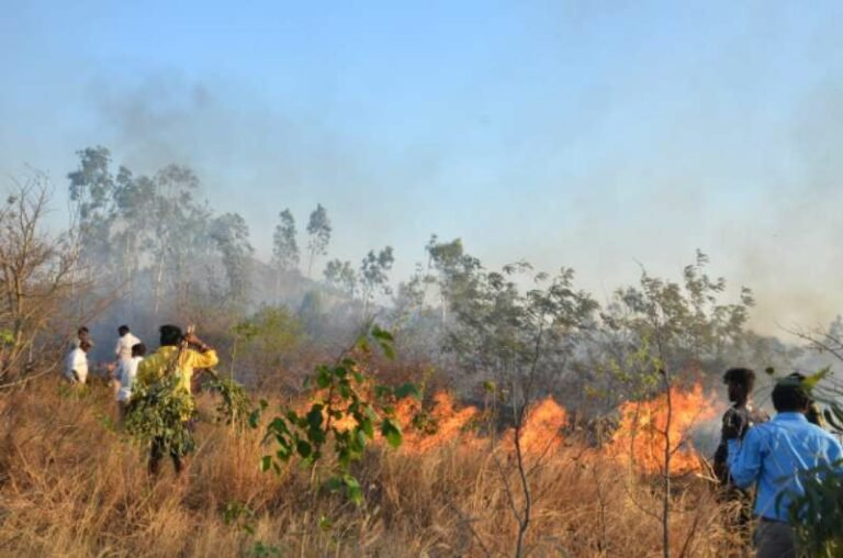 ಸಾಲುಮರದ ತಿಮ್ಮಕ್ಕ ಸಸ್ಯೋದ್ಯಾನದಲ್ಲಿ ಬೆಂಕಿ ಅವಘಡ