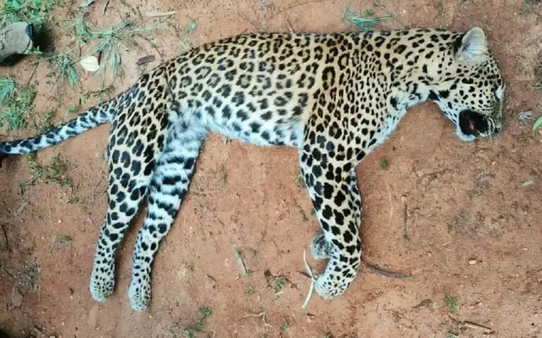 ಉರುಳಿಗೆ ಸಿಲುಕಿ ಸಾವನ್ನಪ್ಪಿದ ಹೆಣ್ಣು ಚಿರತೆ