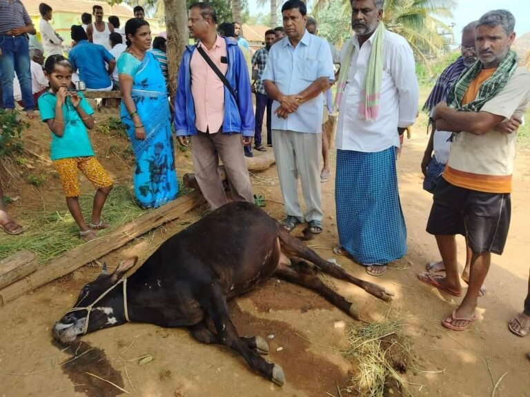 ಮೈಸೂರು: ವಿಷ ಆಹಾರ ಸೇವನೆ, ನಾಲ್ಕು ರಾಸುಗಳ ಸಾವು