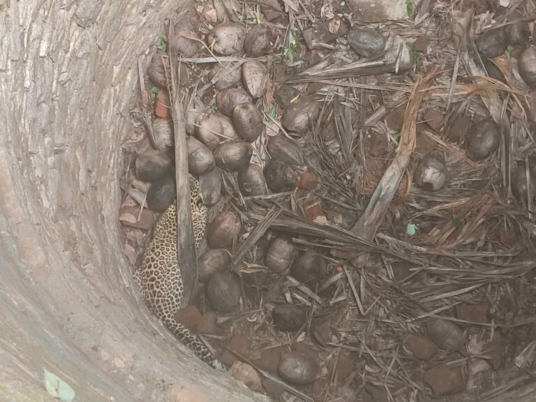 ಆಹಾರ ಅರಸಿ ಬಂದು ಬಾವಿಗೆ ಬಿದ್ದ ಚಿರತೆಯ ರಕ್ಷಣೆ
