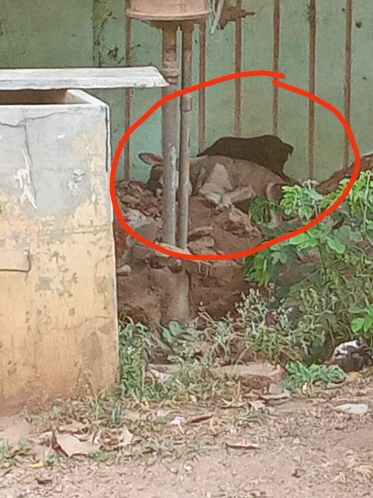ಬೀದಿ‌ ನಾಯಿಗಳ ಕಾಟದಿಂದ ಸುಸ್ತಾದ ನಾಗರಿಕರು