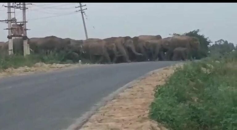 ಇದು ಆನೆಗಳ ಸಾಮ್ರಾಜ್ಯ: ಗಡಿ ಗ್ರಾಮಗಳ ಜನರಿಗೆ 60 ಕಾಡಾನೆಗಳ ಆತಂಕ