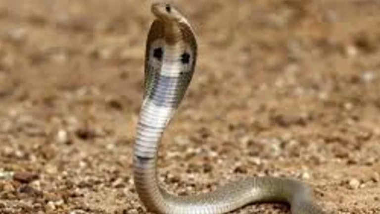 ವಿಜಯನಗರ: ಹಾವು ಕಚ್ಚಿ ರೈತ ಮಹಿಳೆ ಸಾವು..!