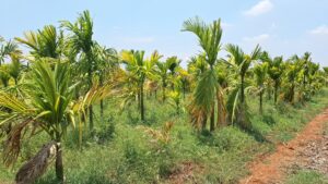 Withered areca nut and banana plantations