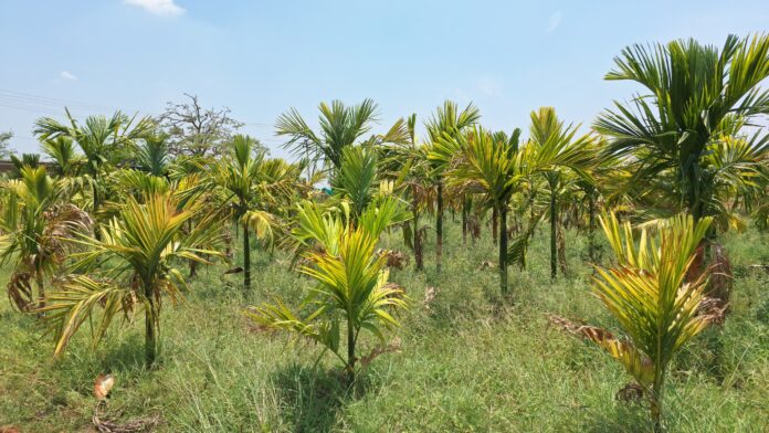 Withered areca nut and banana plantations