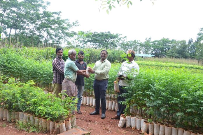 70 thousand saplings are ready for distribution at Hi-Tech Nursing Center in Binkadakatti