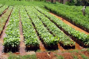 A bold step by the Shettykeri plant nursery to overcome the drought