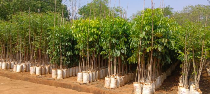 A bold step by the Shettykeri plant nursery to overcome the drought