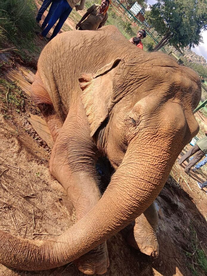 Devotees' demand to protect the elephant donated to Yadeyur Constituency