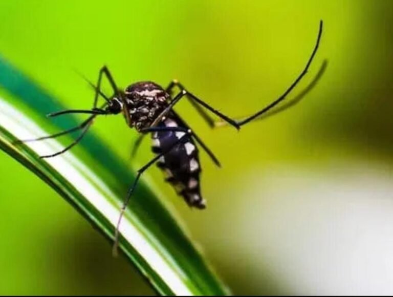 Monsoon Health Care: ಮನೆಯಲ್ಲಿ ಸೊಳ್ಳೆಗಳ ಕಾಟವೇ!?, ಹಾಗಿದ್ರೆ ಹೀಗೆ ಮಾಡಿ!