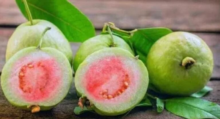 Health Benefits of Guava: ಸೀಬೆ ಹಣ್ಣು ಸೇವನೆಯಿಂದ ಇಷ್ಟೆಲ್ಲಾ ಪ್ರಯೋಜನಗಳಿವೆ!