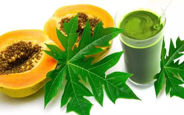 Papaya Leaves: ಪಪ್ಪಾಯಿ ಎಲೆಗಳ ರಸ ಡೆಂಗ್ಯೂಗೆ ನಿಜಕ್ಕೂ ರಾಮಬಾಣವೇ? ಇಲ್ಲಿದೆ ಉತ್ತರ