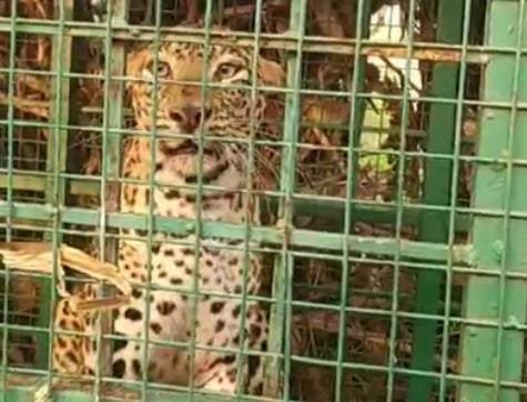 Chitradurga: ಜನರ ನಿದ್ದೆಗೆಡಿಸಿದ್ದ ಚಿರತೆ ಕೊನೆಗೂ ಸೇರಿ: ಸ್ಥಳೀಯರು ನಿರಾಳ!