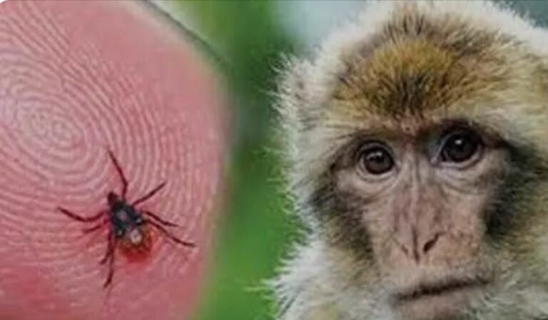 ಮಂಗನಬಾವು ಕಾಯಿಲೆ: ಒಂದೇ ದಿನ 50ಕ್ಕೂ ಹೆಚ್ಚು ವಿದ್ಯಾರ್ಥಿಗಳು ಆಸ್ಪತ್ರೆಗೆ ದಾಖಲು!