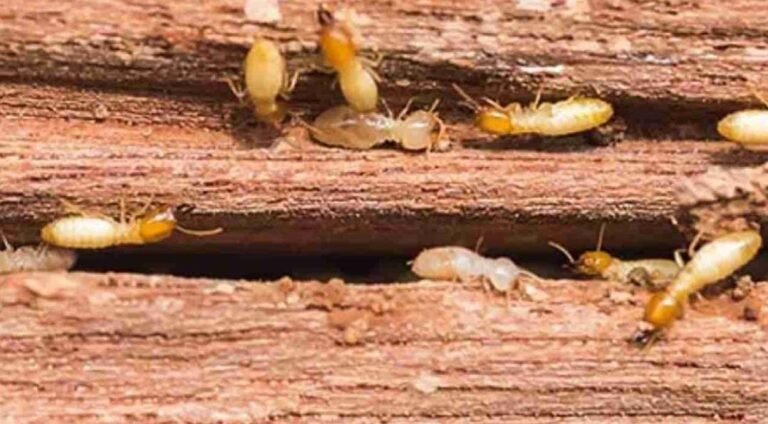 ಮನೆಯಲ್ಲಿ ಗೆದ್ದಲು ಹುಳುಗಳ ಕಾಟವೇ!? ಹಾಗಿದ್ರೆ ಇದನ್ನು ತಪ್ಪದೇ  ಮಾಡಿ! ಸಮಸ್ಯೆ 100% ಪರಿಹಾರ!