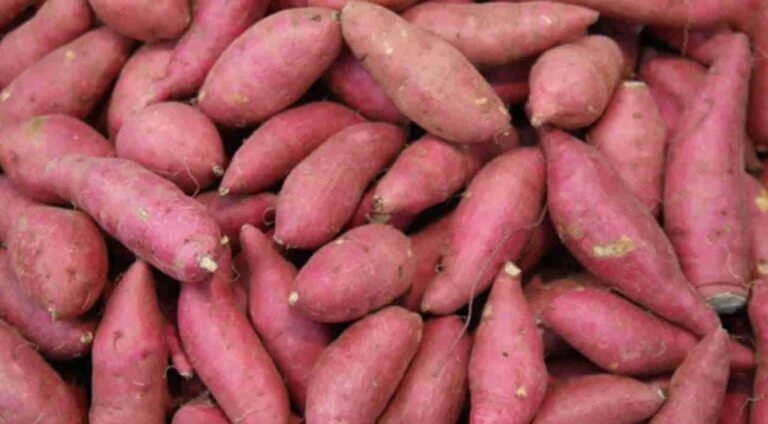 ಸಿಹಿ ಗೆಣಸಿನ ಸೇವನೆಯಿಂದ ಇದೆ ಸಾಕಷ್ಟು ಬೆನಿಫಿಟ್! ಇದರ ಬಗ್ಗೆ ತಿಳಿದರೆ ಅಚ್ಚರಿ ಪಡ್ತೀರಾ!