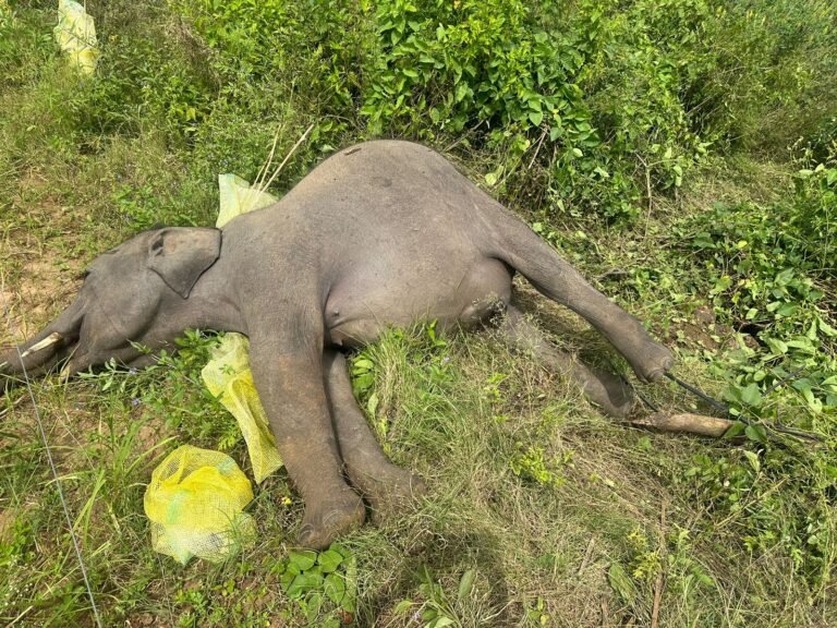 ಚಾಮರಾಜನಗರ: ವಿದ್ಯುತ್ ಸ್ಪರ್ಶಿಸಿ ಮರಿ ಗಂಡಾನೆ ಸಾವು!
