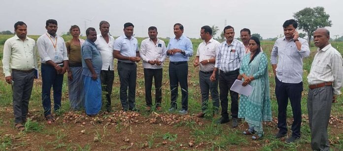 Inspection of rain damaged onion crop on Wednesday