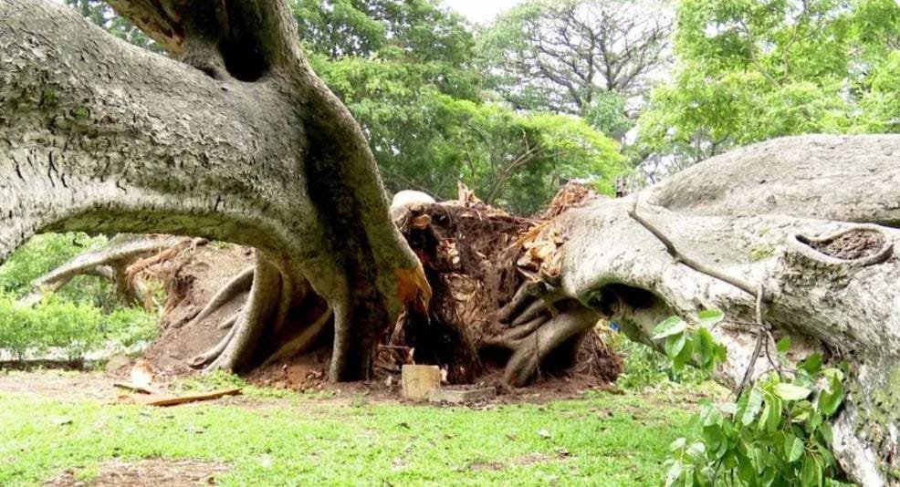 ಗಾಳಿ ಸಹಿತ ವರುಣನ ಅಬ್ಬರ: ಲಾಲ್ ಬಾಗ್ ನಲ್ಲಿ ನೆಲಕ್ಕುರುಳಿದ ಬೃಹತ್ ಮರ!