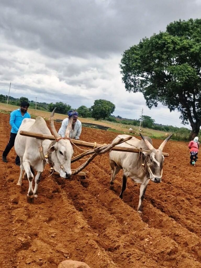 ಶಿರಹಟ್ಟಿ ತಾಲೂಕಿನಾದ್ಯಂತ ವಾಡಿಕೆಗಿಂತ ಹೆಚ್ಚಿನ ಮಳೆ: ರೈತರ ಮೊಗದಲ್ಲಿ ಹರ್ಷ