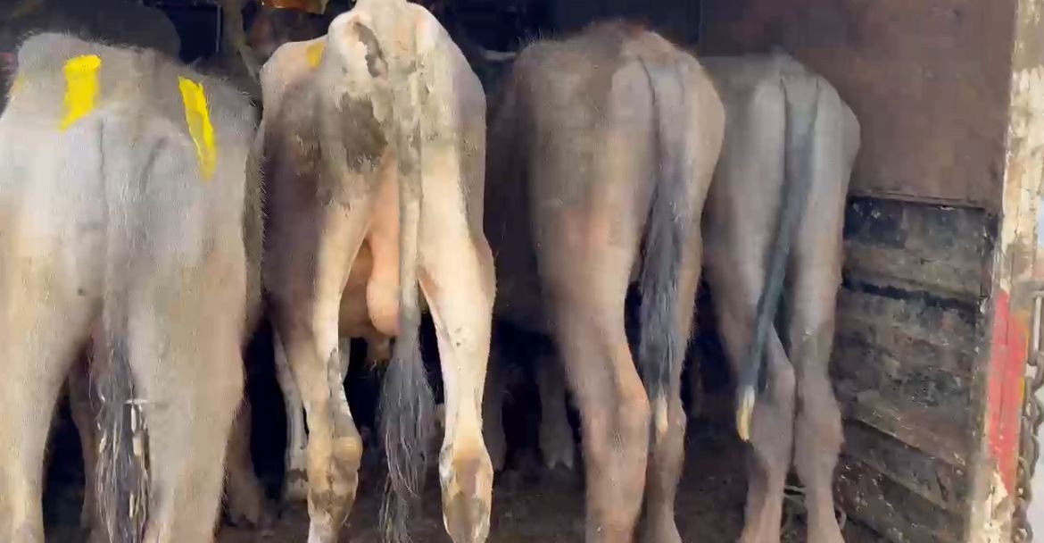 ಚಾಕು ಇಟ್ಟುಕೊಂಡೇ ಹಸು ಸಾಗಾಟ: ಬಜರಂಗದಳ ಕಾರ್ಯಕರ್ತರಿಂದ ರಕ್ಷಣೆ!