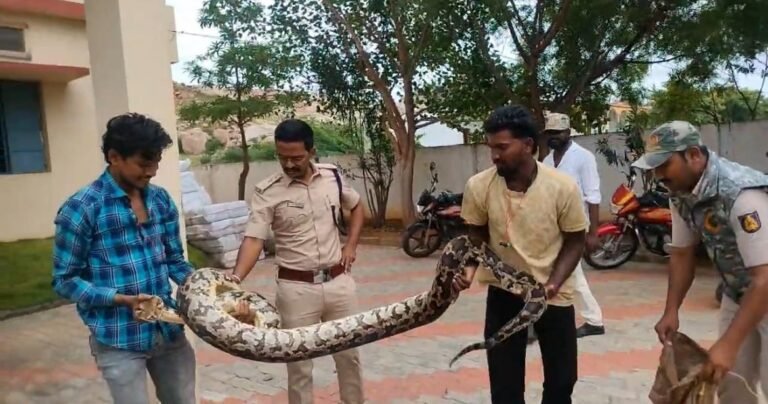 15 ಅಡಿ ಗಾತ್ರದ ಹೆಬ್ಬಾವು ಪ್ರತ್ಯಕ್ಷ: ಸ್ಥಳೀಯರಲ್ಲಿ ಆತಂಕ!
