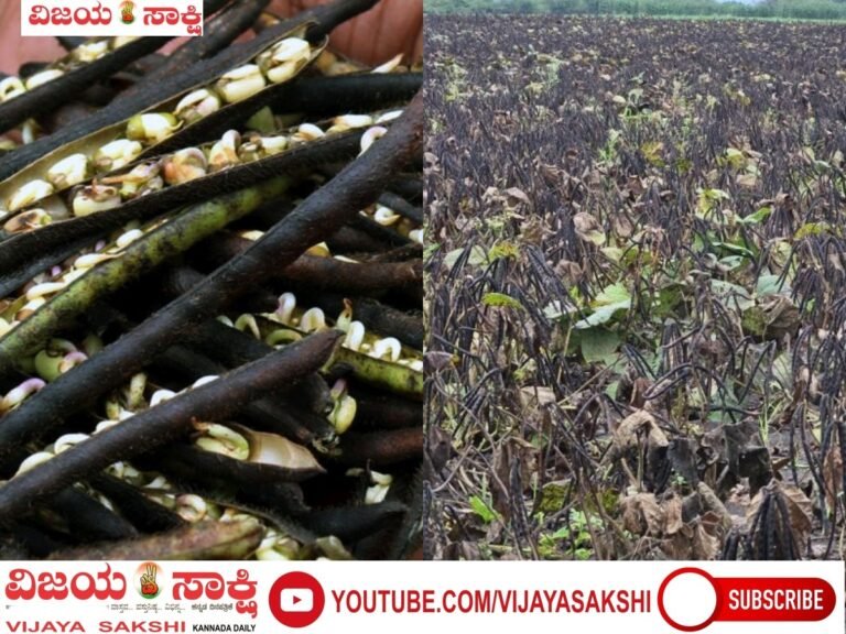 ರೈತರ ಬಾಳಿಗೆ ಶಾಪವಾದ ಮಳೆ