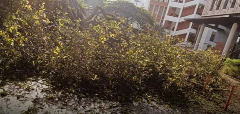 ಬೆಂಗಳೂರಿನಲ್ಲಿ ಮಳೆ ಅವಾಂತರ: ಮುರಿದು ಬಿದ್ದ ಮರದ ಕೊಂಬೆ- ತಪ್ಪಿದ ದುರಂತ