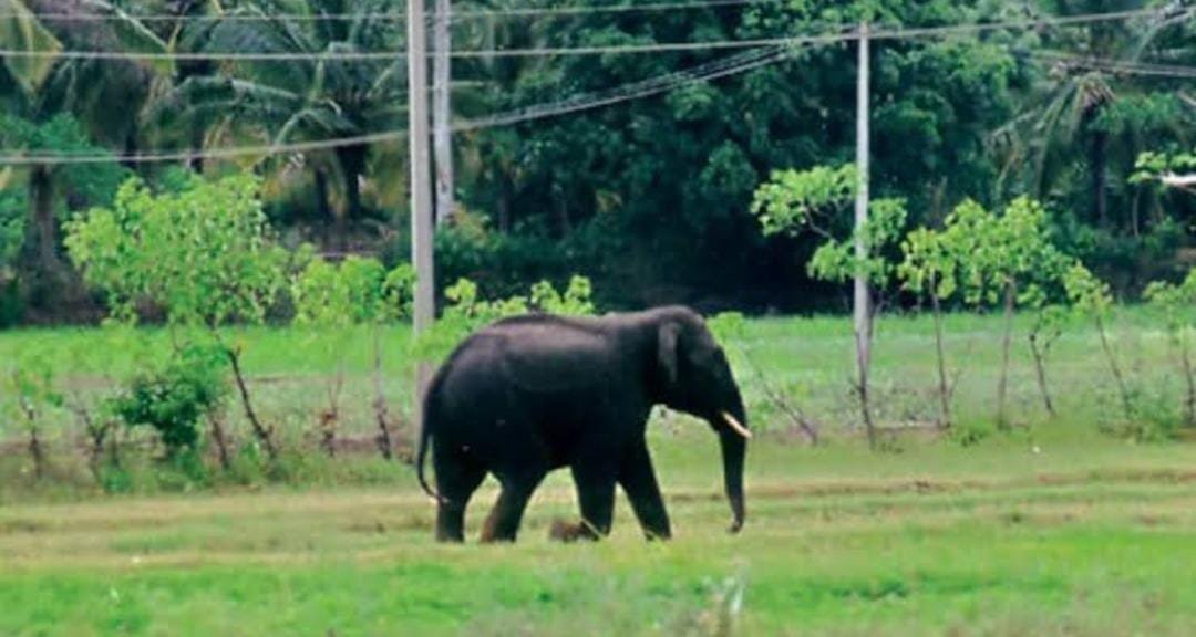 ಶೃಂಗೇರಿಯಲ್ಲಿ ಕಾಡಾನೆ ದಾಳಿ: ಇಬ್ಬರು ರೈತರ ದಾರುಣ ಸಾವು