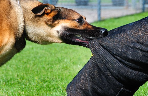 ನಾಯಿ ಕಚ್ಚಿ ಸಾವನ್ನಪ್ಪಿದವರಿಗೆ 5 ಲಕ್ಷ ರೂ ಪರಿಹಾರ ಘೋಷಿಸಿದ ರಾಜ್ಯ ಸರ್ಕಾರ