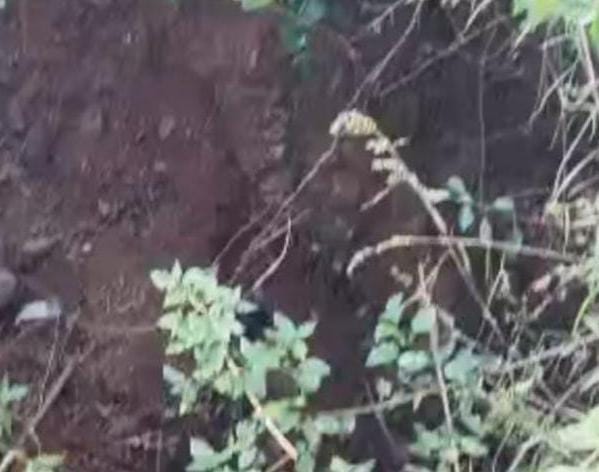 ಹುಲಿ ದಾಳಿಗೆ ಮತ್ತೊಂದು ಜೀವ ಬಲಿ: ಜಮೀನಿಗೆ ತೆರಳುತ್ತಿದ್ದ ವ್ಯಕ್ತಿ ಸಾವು!