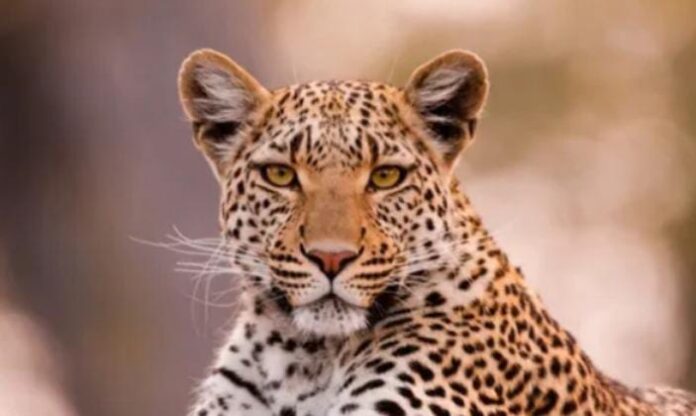 WhatsApp Image 2025-11-21 at 9.02.31 AM (1)