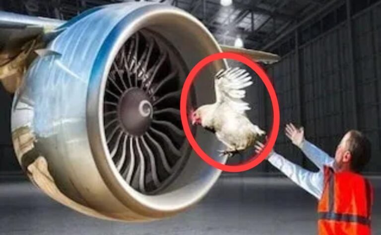 ವಿಮಾನ ಹಾರಾಟಕ್ಕೂ ಮುನ್ನ ಸತ್ತ ಕೋಳಿ ಎಸೆಯೋದ್ಯಾಕೆ? ಈ ವಿಚಾರ ನಿಮಗೆ ಗೊತ್ತಿದ್ಯಾ!?