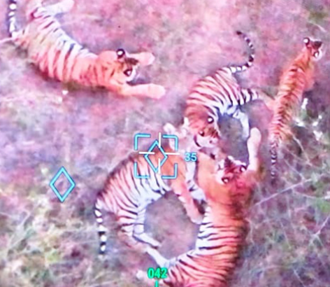 ಚಾಮರಾಜನಗರದಲ್ಲಿ 5 ಹುಲಿಗಳು ಪ್ರತ್ಯಕ್ಷ: ನಿಷೇಧಾಜ್ಞೆ ಜಾರಿ, ಹೊರಬರದಂತೆ ಸೂಚನೆ