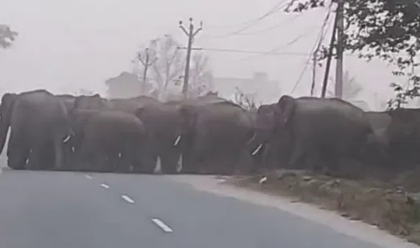 ಹೊಸೂರು ಬಳಿ ಹಳ್ಳಿಗೆ ನುಗ್ಗಿದ 40ಕ್ಕೂ ಹೆಚ್ಚು ಕಾಡಾನೆ ಹಿಂಡು!