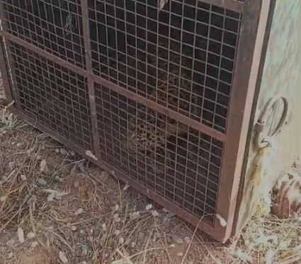 ಕೊನೆಗೂ ಅರಣ್ಯ ಇಲಾಖೆ ಬೋನಿಗೆ ಬಿದ್ದ ಚಿರತೆ: ನಿಟ್ಟುಸಿರು ಬಿಟ್ಟ ಮತ್ತಿಕೆರೆ ಗ್ರಾಮಸ್ಥರು