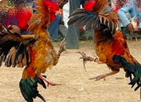 ಬಂಟ್ವಾಳ ಜಾತ್ರೆಯಲ್ಲಿ ಅಕ್ರಮ ಕೋಳಿ ಅಂಕ: ಬಿಜೆಪಿ ಮಾಜಿ ಶಾಸಕ, ಜಿಲ್ಲಾಧ್ಯಕ್ಷ ಸೇರಿ 27 ಜನರ ವಿರುದ್ಧ ಕೇಸ್ ದಾಖಲು!