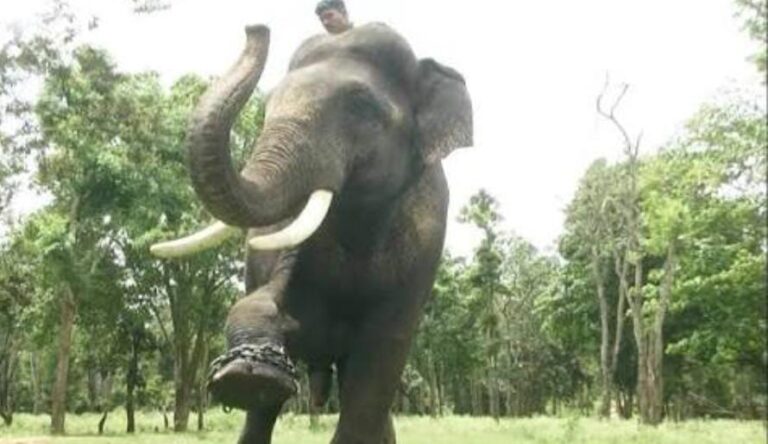 ಚಿಕ್ಕಮಗಳೂರು: ಕಾರ್ಮಿಕನ ಮೇಲೆ ಕಾಡಾನೆ ದಾಳಿ; ಬಾಳೆಹೊನ್ನೂರಲ್ಲಿ ವ್ಯಕ್ತಿ ಸ್ಥಿತಿ ಗಂಭೀರ!