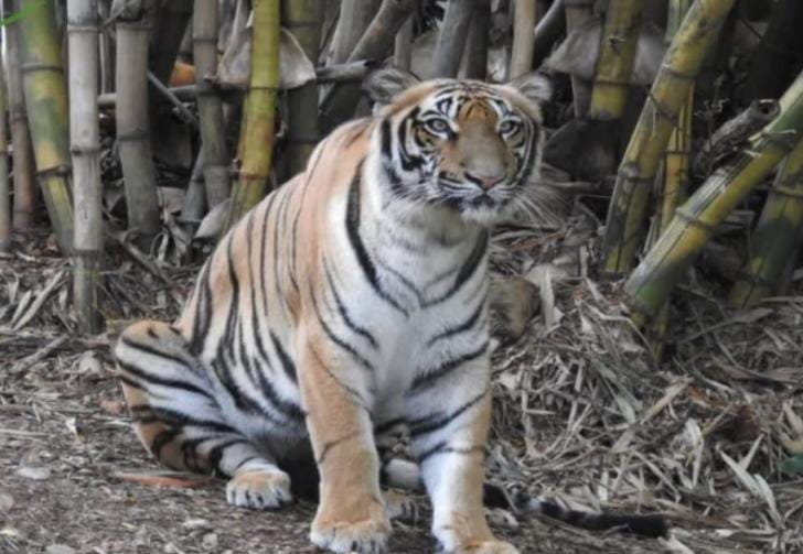 ಮೈಸೂರು ಮೃಗಾಲಯದಲ್ಲಿ ಐದು ವರ್ಷದ ತಾಯಮ್ಮ ಹುಲಿ ಸಾವು!