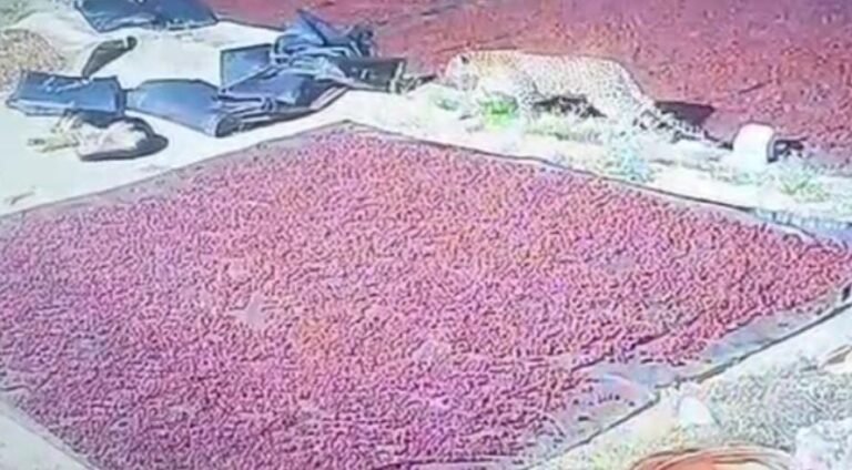 ಚಿಕ್ಕಮಗಳೂರು: ಅಡಕೆ ಕಾಯುತ್ತಿದ್ದ ನಾಯಿ ಕೊಂದು ಎಳೆದೊಯ್ದ ಚಿರತೆ; ಭಯಾನಕ ದೃಶ್ಯ ಸಿಸಿಟಿವಿಯಲ್ಲಿ ಸೆರೆ!