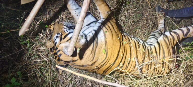 ಯಶಸ್ವಿ ಕಾರ್ಯಾಚರಣೆ: ಕೊನೆಗೂ ಚಾಮರಾಜನಗರದಲ್ಲಿ ಗಂಡು ಹುಲಿ ಸೆರೆ