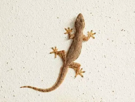 ಮನೆಯಲ್ಲಿ ಹಲ್ಲಿ ಇದ್ದರೆ ಒಳ್ಳೆಯದೇ.? ಕೆಟ್ಟದ್ದೇ.? ಇಲ್ಲಿದೆ ನೋಡಿ ಉತ್ತರ